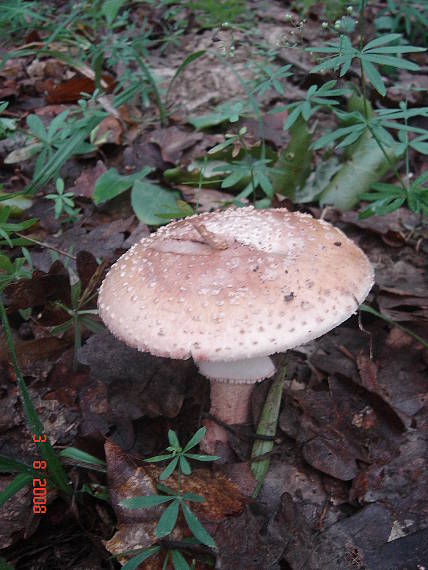 muchotrávka červenkastá Amanita rubescens Pers.