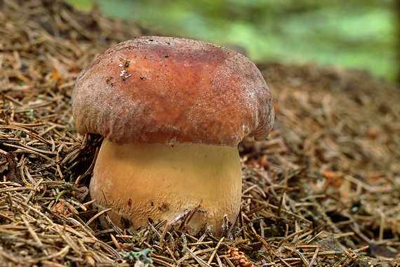 hríb sosnový Boletus pinophilus Pil. et Dermek in Pil.