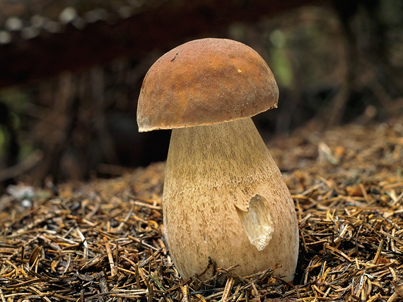 hríb dubový  Boletus reticulatus Schaeff.