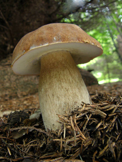 hríb dubový Boletus reticulatus Schaeff.