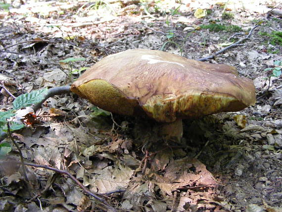 hríb dubový Boletus reticulatus Schaeff.