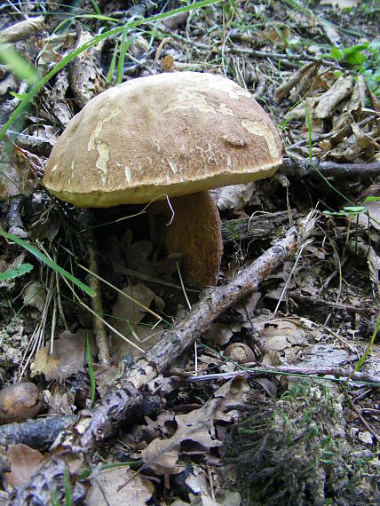 hríb dubový Boletus reticulatus Schaeff.