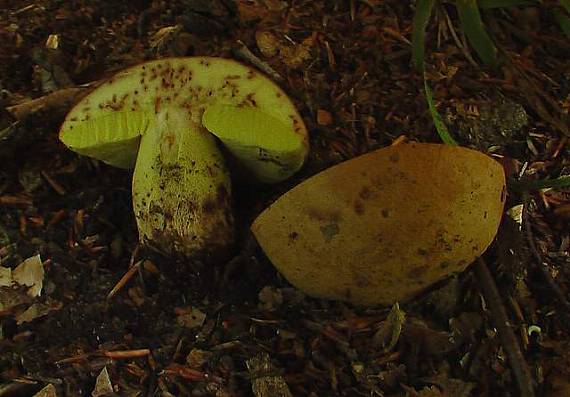 hríb príveskatý  Butyriboletus appendiculatus (Schaeff. ex Fr.) Secr.