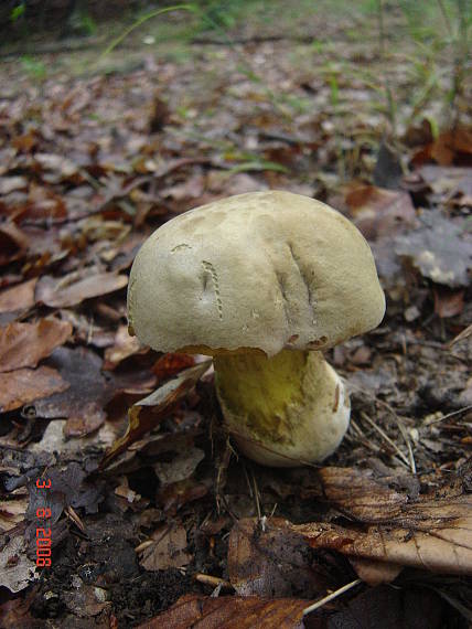 hríb striebristý Butyriboletus fechtneri (Velen.) D. Arora & J.L. Frank