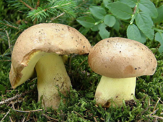 hríb horský Butyriboletus subappendiculatus (Dermek, Lazebn. & J. Veselský) D. Arora & J.L. Frank