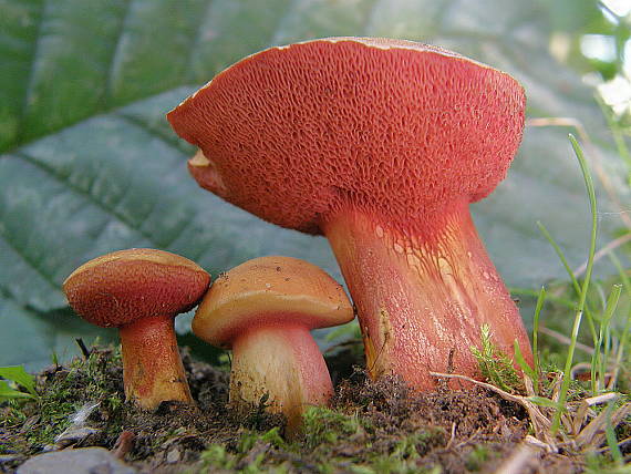 rubínovec obyčajný Chalciporus rubinus (W.G. Sm.) Singer