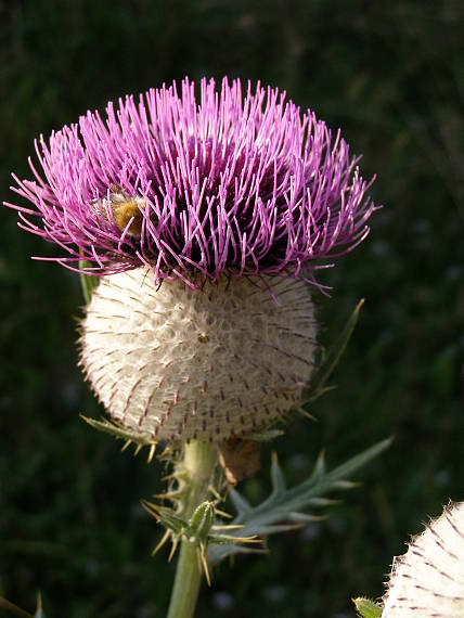 pichliač bielohlavý Cirsium eriophorum (L.) Scop.