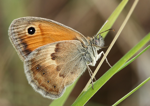 očkáň pohánkový Coenonympha pamphilus