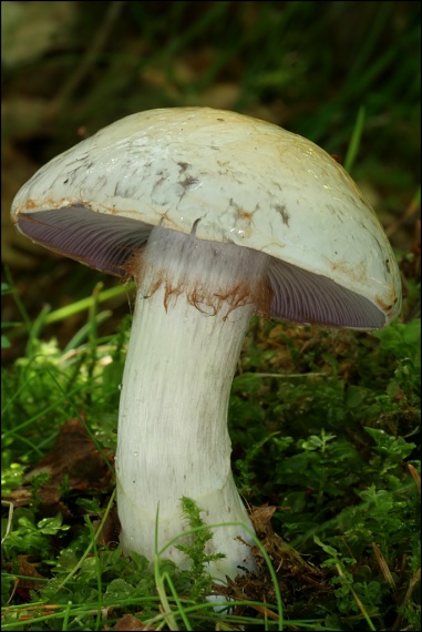 pavučinovec Cortinarius sp.