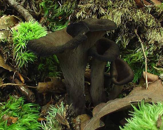 lievik trúbkovitý Craterellus cornucopioides (L.) Pers.