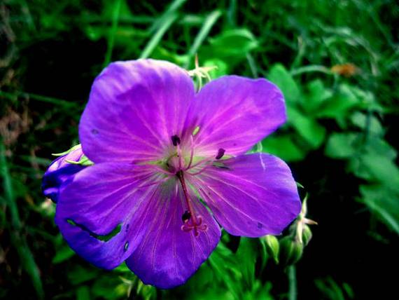 pakost lúčny Geranium pratense L.