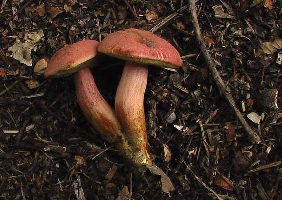 suchohríb karmínový Hortiboletus rubellus (Krombh.) Simonini, Vizzini & Gelardi