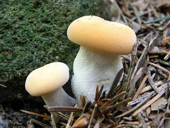 jelenka poprehýbaná Hydnum repandum L.