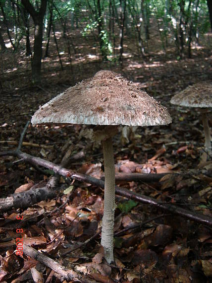 bedľa vysoká Macrolepiota procera (Scop.) Singer