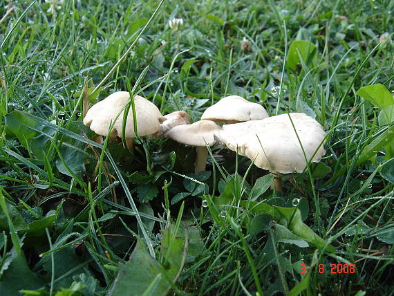 tanečnica Marasmius sp.