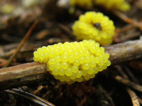 slizovka Myxomycetes