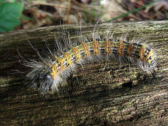 falera lipová -húsenica Phalera bucephala