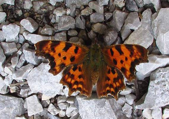 babôčka zubatokrídla  Polygonia c-album