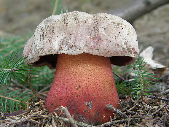 hríb úhľadný horský Rubroboletus rubrosanguineus (Cheype) Kuan Zhao & Zhu L. Yang