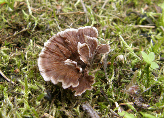 plesňovka   Thelephora sp.