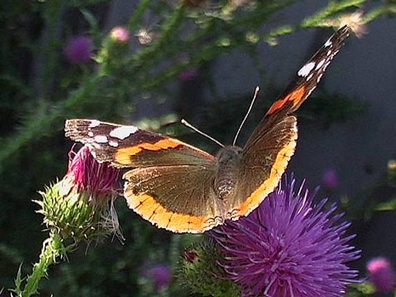 babočka admirálska  Vanessa atalanta