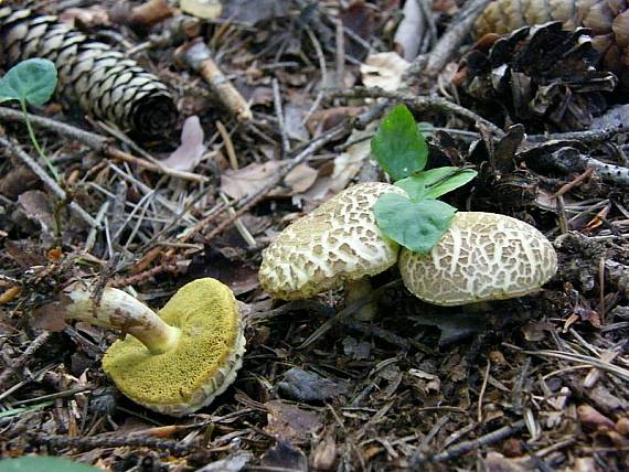 suchohríb žltomäsový Xerocomellus chrysenteron (Bull.) Šutara