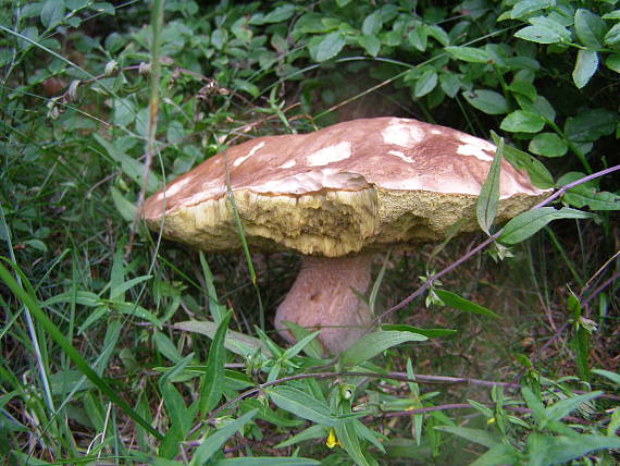 suchohríb Xerocomus sp.