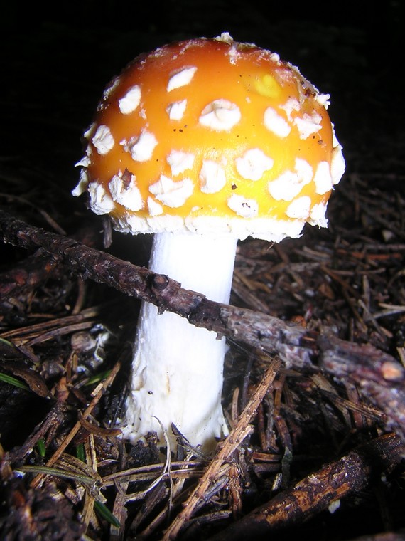 muchotrávka červená (Amanita muscaria)