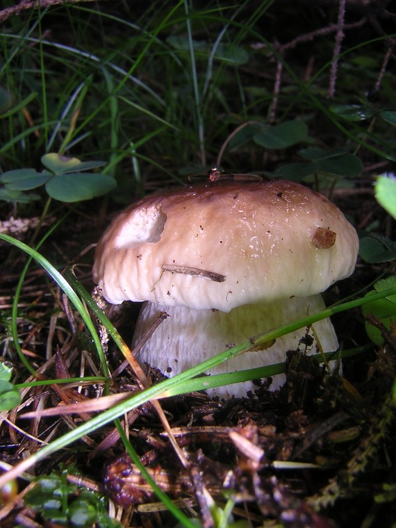 hríb smrekový (Boletus edulis)