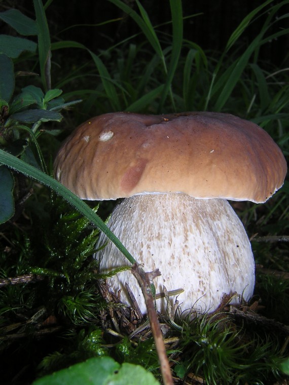 hríb smrekový (Boletus edulis)