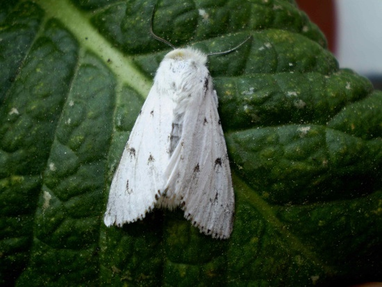 Mramorovka vŕbová Acronicta leporina