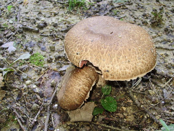 pečiarka obrovská Agaricus augustus Fr.