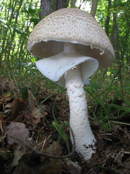 pečiarka obrovská Agaricus augustus Fr.