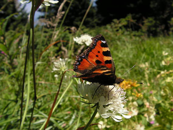 babôčka pŕhľavová Aglais urticae