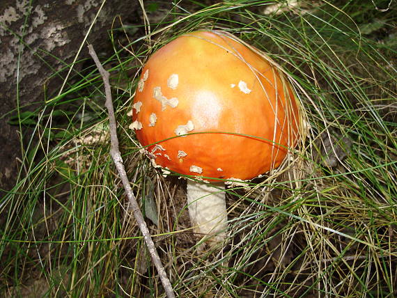 muchotrávka červená Amanita muscaria (L.) Lam.