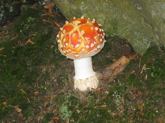 muchotrávka červená Amanita muscaria (L.) Lam.