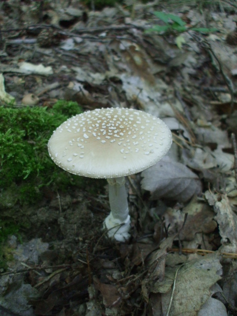 muchotrávka tigrovaná Amanita pantherina (DC.) Krombh.