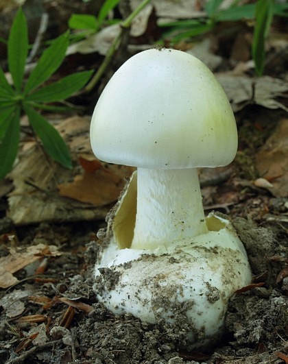 muchotrávka zelená Amanita phalloides (Vaill. ex Fr.) Link