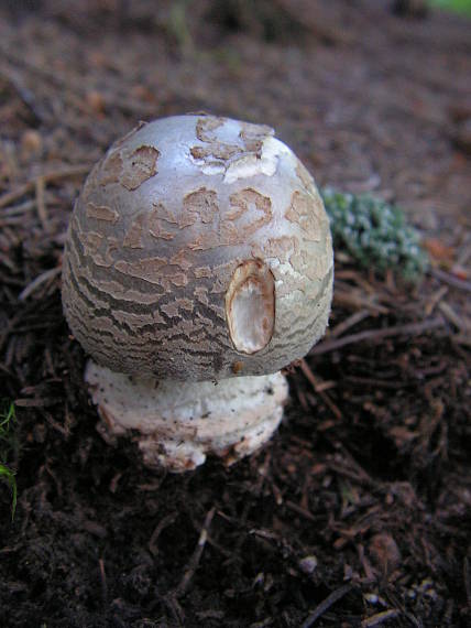 muchotrávka červenkastá Amanita rubescens Pers.