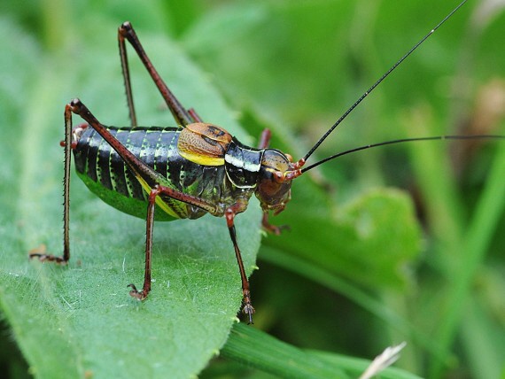 kobylka stromová Barbitistes constrictus