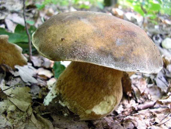 hríb bronzový Boletus aereus Bull. ex Fr.