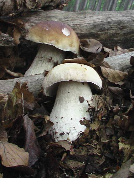 hríb smrekový Boletus edulis Bull.