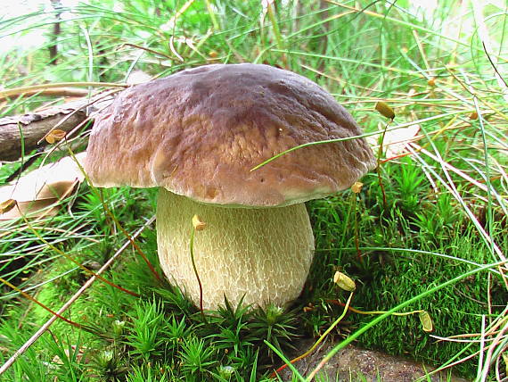 hríb smrekový Boletus edulis Bull.