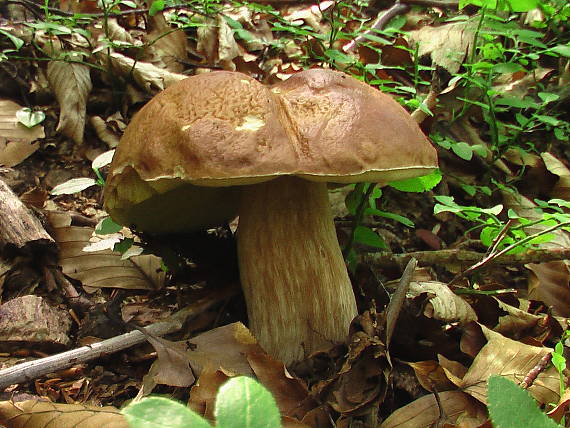 hríb smrekový Boletus edulis Bull.