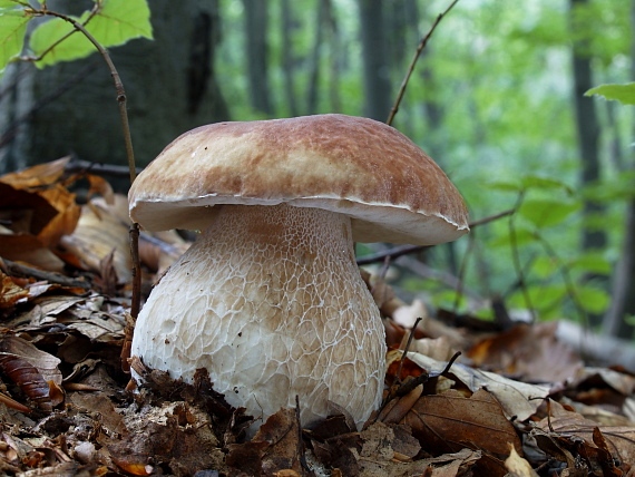 hríb smrekový Boletus edulis Bull.