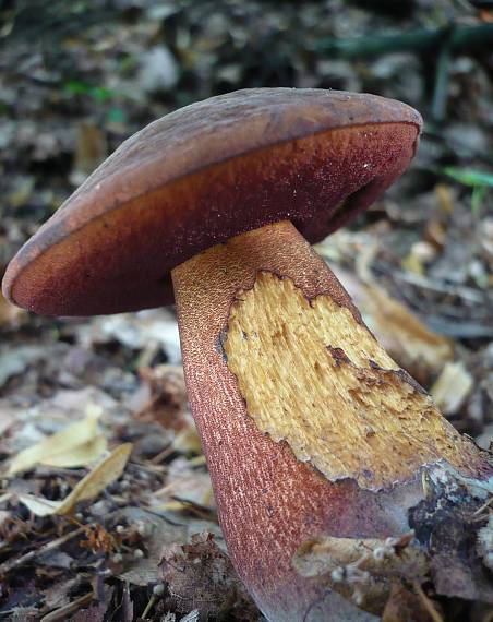 hríb zrnitohlúbikový  Boletus luridiformis var. luridiformis Rostk. (1844) )