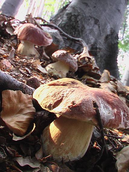 hríb sosnový Boletus pinophilus Pil. et Dermek in Pil.