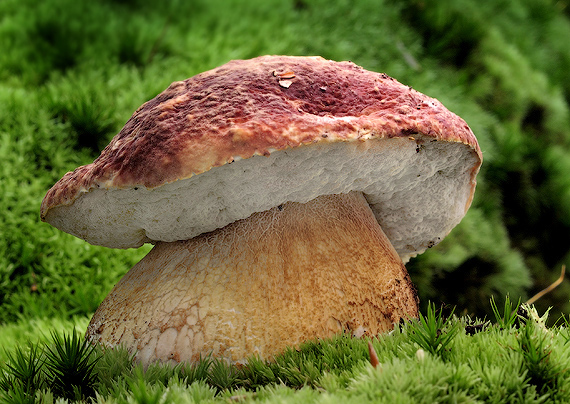 hríb sosnový Boletus pinophilus Pil. et Dermek in Pil.