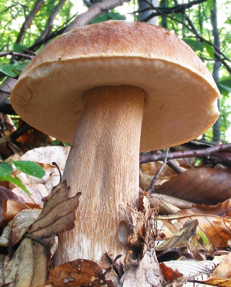 hríb dubový Boletus reticulatus Schaeff.