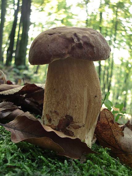 hríb dubový Boletus reticulatus Schaeff.